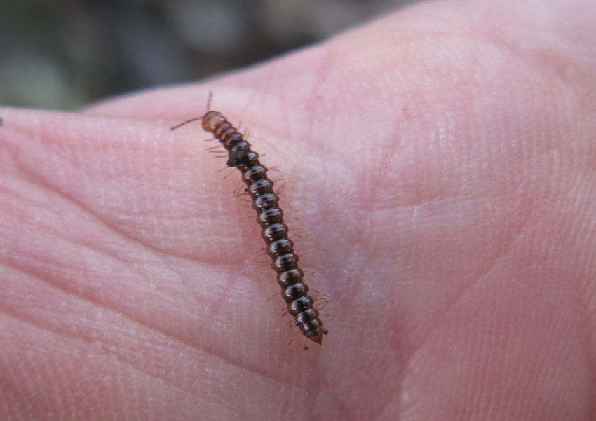 da identificare (Paradoxosomatidae)